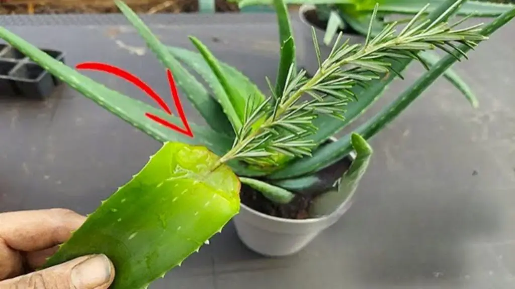 Cómo hacer aloe vera, la raíz es suficiente: 3 formas fáciles de enraizar todo – Mis Consejos Jardinería