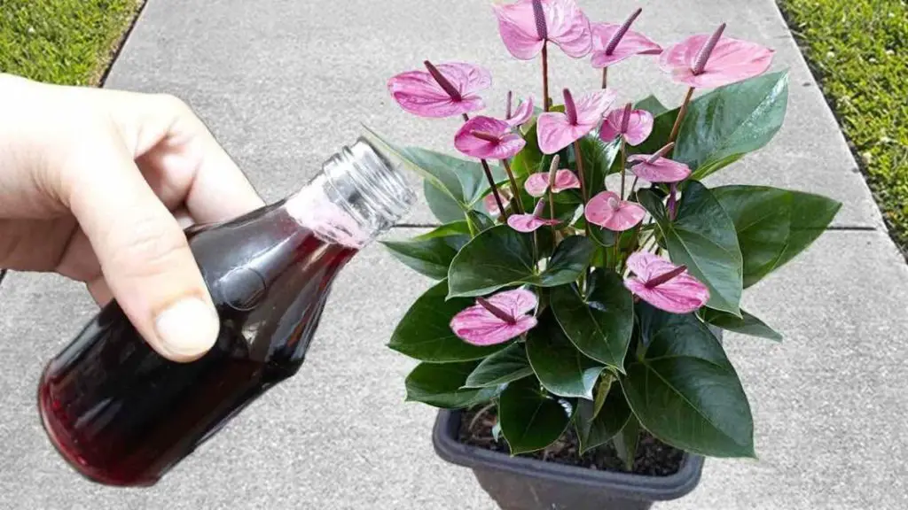 Suena increíble pero habrá una explosión de flores con solo una aplicación – Mis Consejos Jardinería