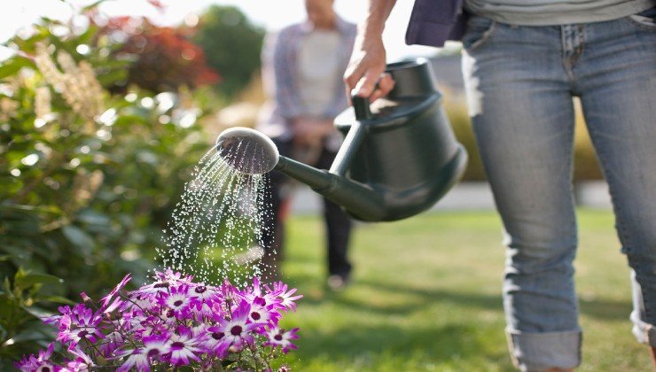 Regar las plantas