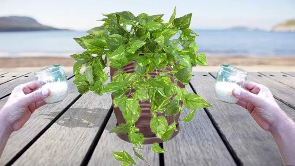 El mejor abono para Epipremnum: verás como crecerá visiblemente – Mis Consejos Jardinería