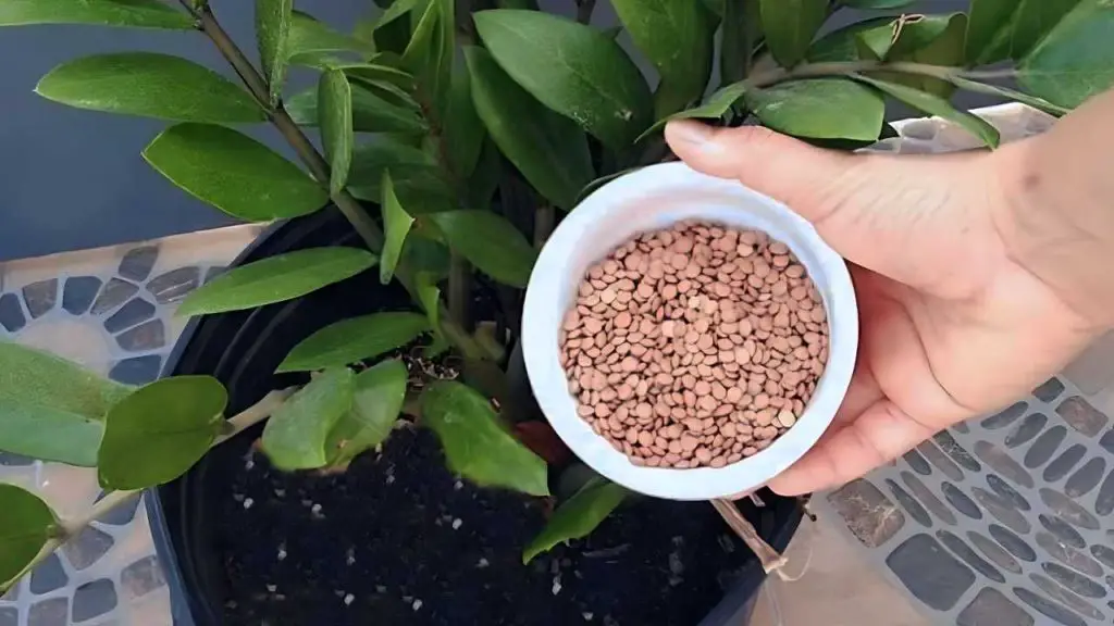 Con una taza de este ingrediente cualquier planta cobra vida al instante – Mis Consejos Jardinería
