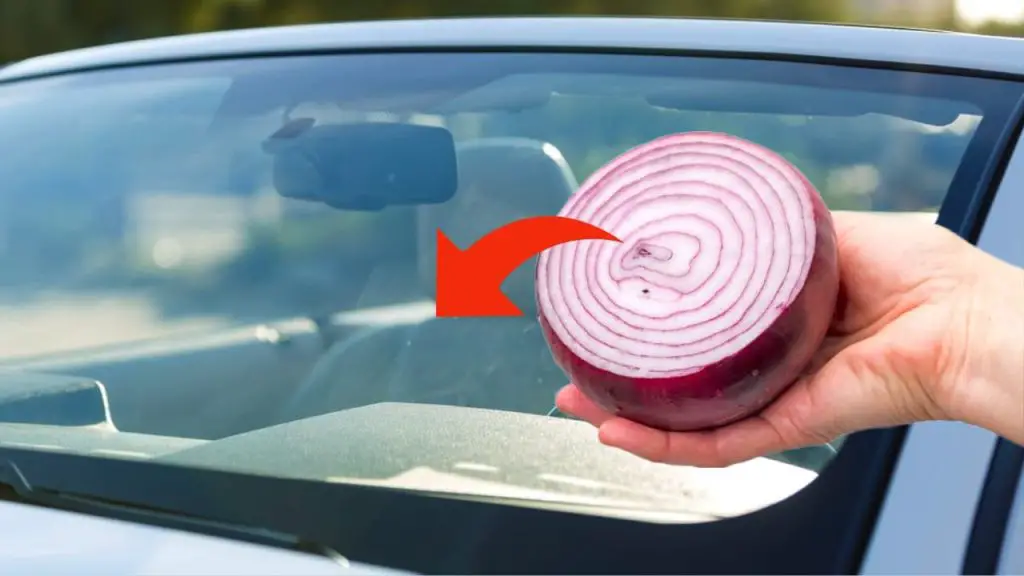 Cebolla en el parabrisas de tu coche, nunca adivinarás el gran problema que resuelve – Mis Consejos Jardinería