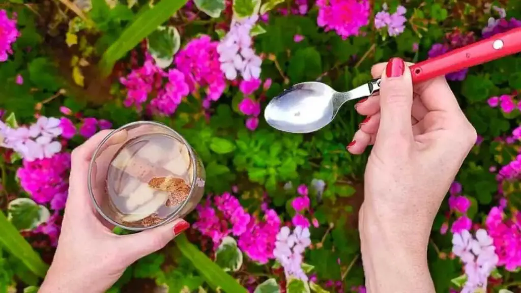 Si quieres un jardín lleno de flores que todos envidien tienes que hacer esto – Mis Consejos Jardinería