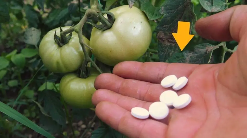 Huerta: si quieres tener tomates enormes, rojos y jugosos dale esto a la planta – Mis Consejos Jardinería