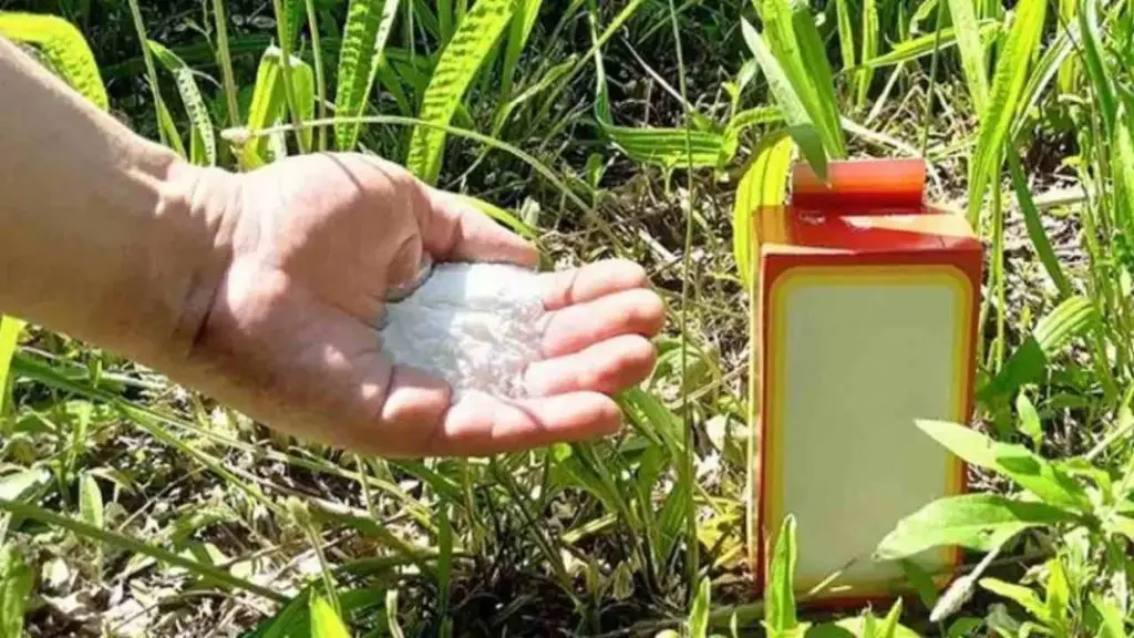 Un puñado de este ingrediente regenerará todo el jardín durante 4 estaciones – Mis Consejos Jardinería