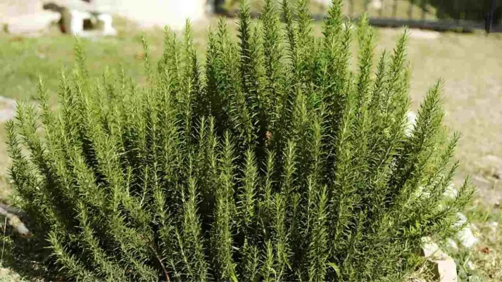 Aquí hay 5 cosas que debe hacer si quiere tener romero constantemente espeso y fragante – Mis Consejos Jardinería