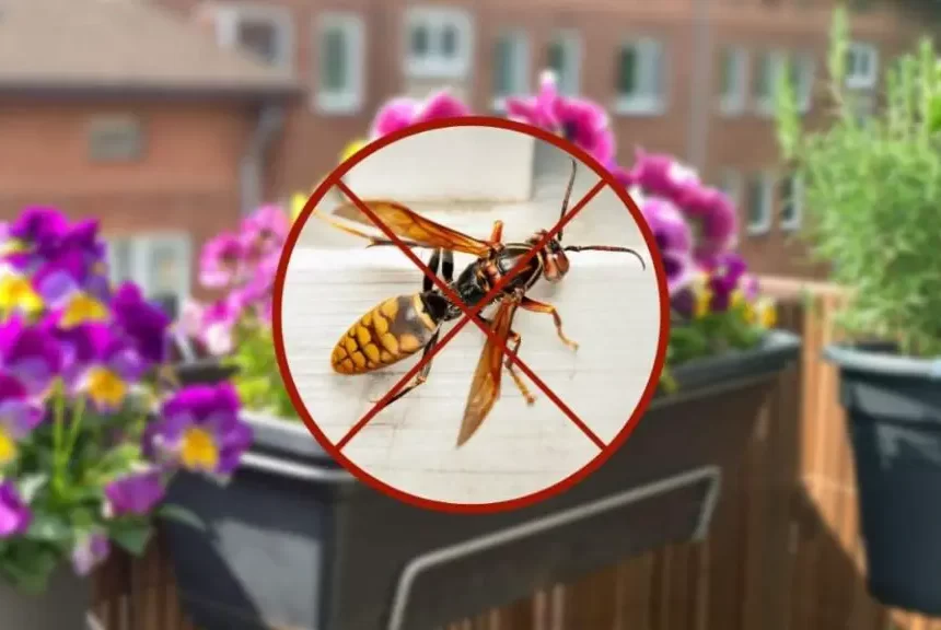 Las avispas y los avispones quedarán en un recuerdo lejano con esta planta en el balcón. – Mis Consejos Jardinería