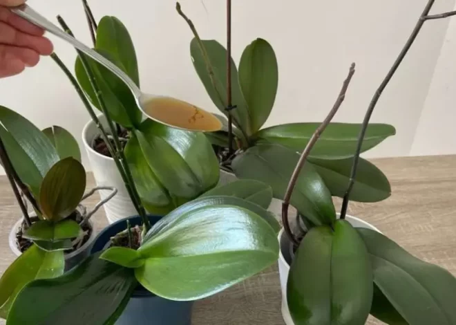 Una gota producirá hojas de color verde brillante, nunca antes había tenido una orquídea como esta. – Mis Consejos Jardinería