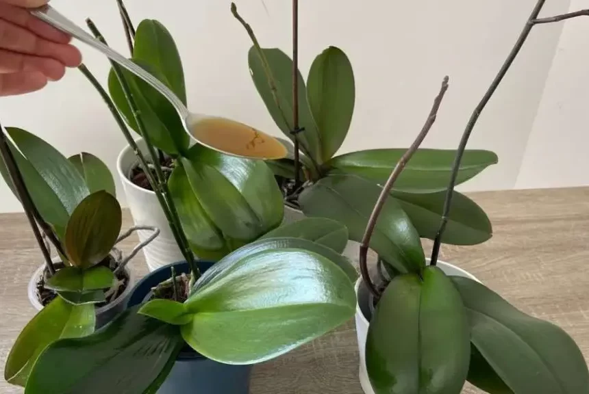 Una gota producirá hojas de color verde brillante, nunca antes había tenido una orquídea como esta. – Mis Consejos Jardinería