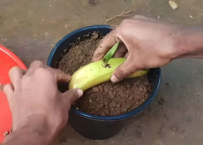 Enterrar un plátano en el suelo: es increíble lo que sucede después de 7 días – Mis Consejos Jardinería