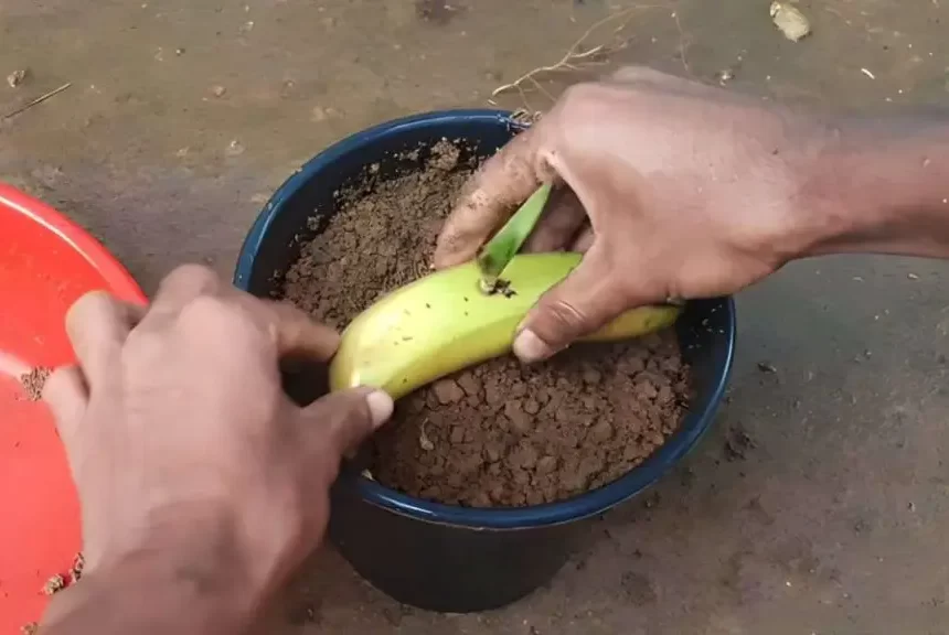 Enterrar un plátano en el suelo: es increíble lo que sucede después de 7 días – Mis Consejos Jardinería