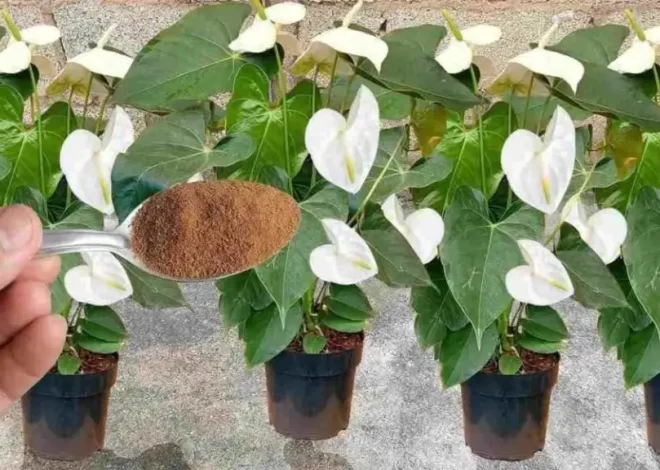 Espolvoréalo sobre las plantas que tengas en tu casa o jardín: florecerán durante todo un año – Mis Consejos Jardinería