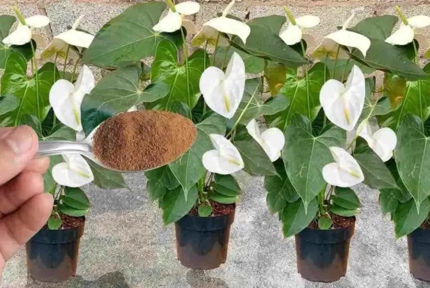 Espolvoréalo sobre las plantas que tengas en tu casa o jardín: florecerán durante todo un año – Mis Consejos Jardinería
