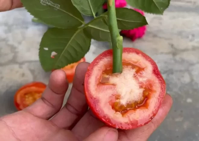 Planta una rosa en una rodaja de tomate y espera unos minutos – increíble – Mis Consejos Jardinería