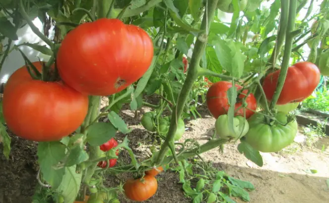 10 hortalizas de alto rendimiento y muy rentables para cultivar – Mis Consejos Jardinería