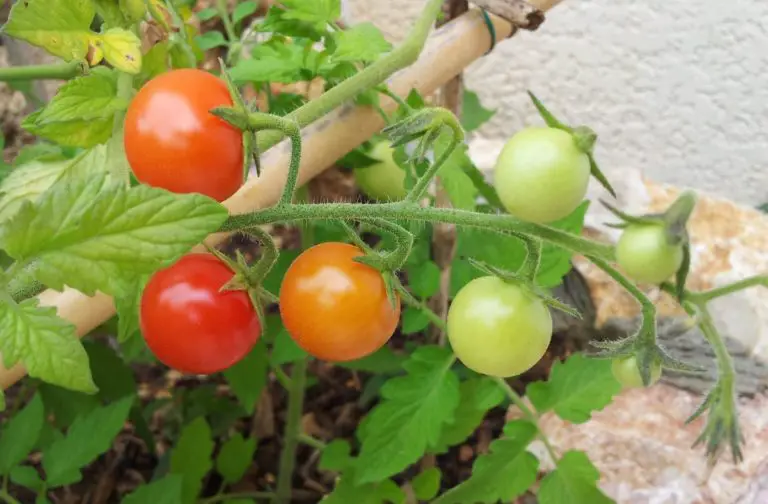 Cómo cultivar tomates cherry o tomates cóctel – Mis Consejos Jardinería