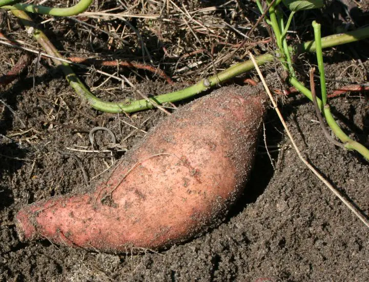 ¿Cómo cultivar batatas en tu huerto? – Mis Consejos Jardinería