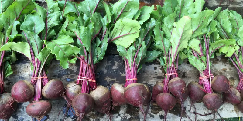 Consejos sobre cómo cultivar remolacha – Mis Consejos Jardinería