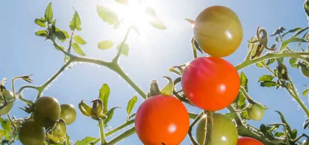 10 vegetales tolerantes a la sequía para un jardín consciente del agua – Mis Consejos Jardinería