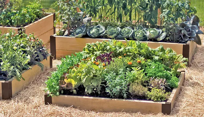 6 consejos para tener una huerta productiva incluso cuando tu espacio es limitado – Mis Consejos Jardinería