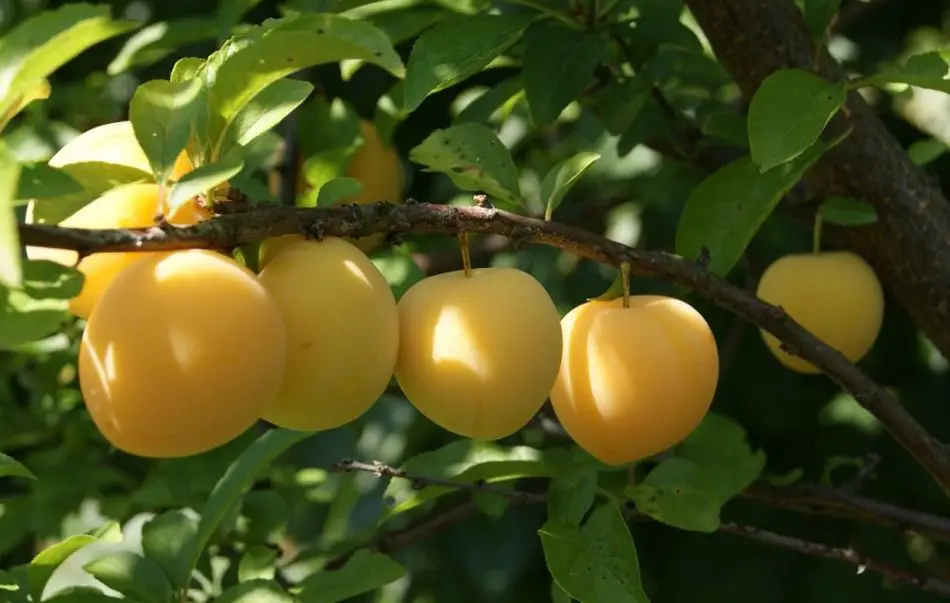 Cómo hacer crecer un ciruelo a partir de un hoyo de ciruela – Mis Consejos Jardinería