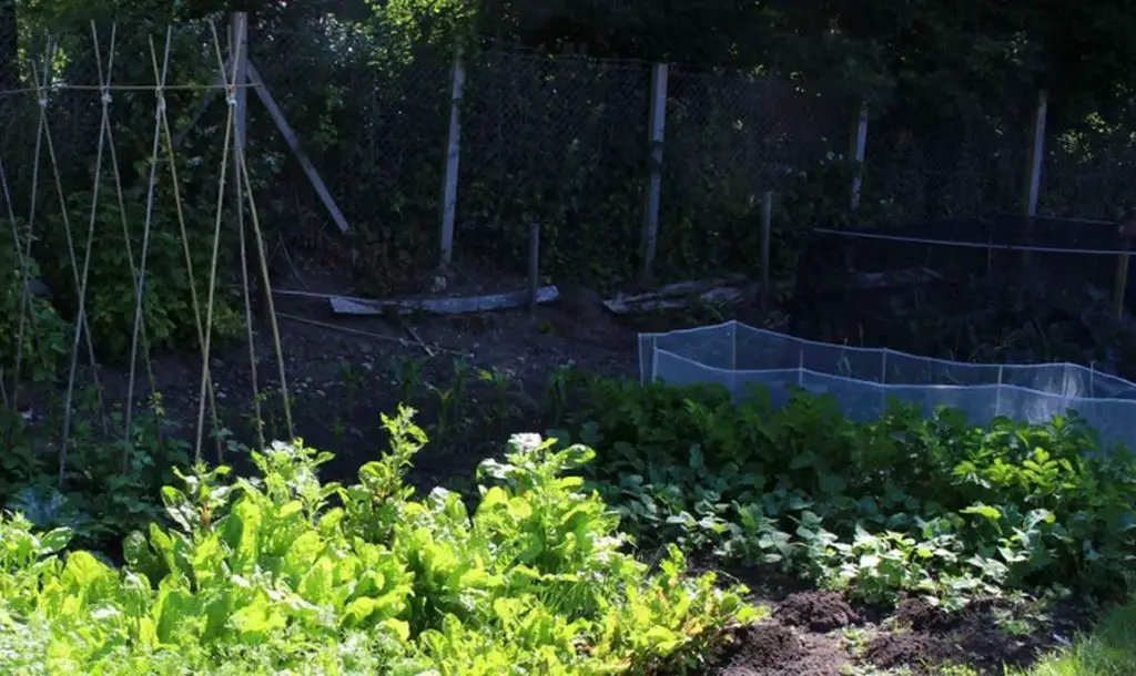 10 verduras que puedes cultivar en un lugar sombreado – Mis Consejos Jardinería