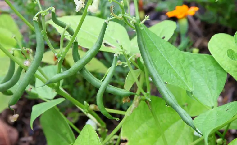 Qué cultivar en julio – Mis Consejos Jardinería