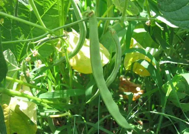 Cómo cultivar judías verdes a partir de semillas – Mis Consejos Jardinería