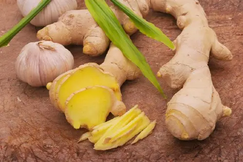 ¿Cómo cultivar jengibre? – Mis Consejos Jardinería