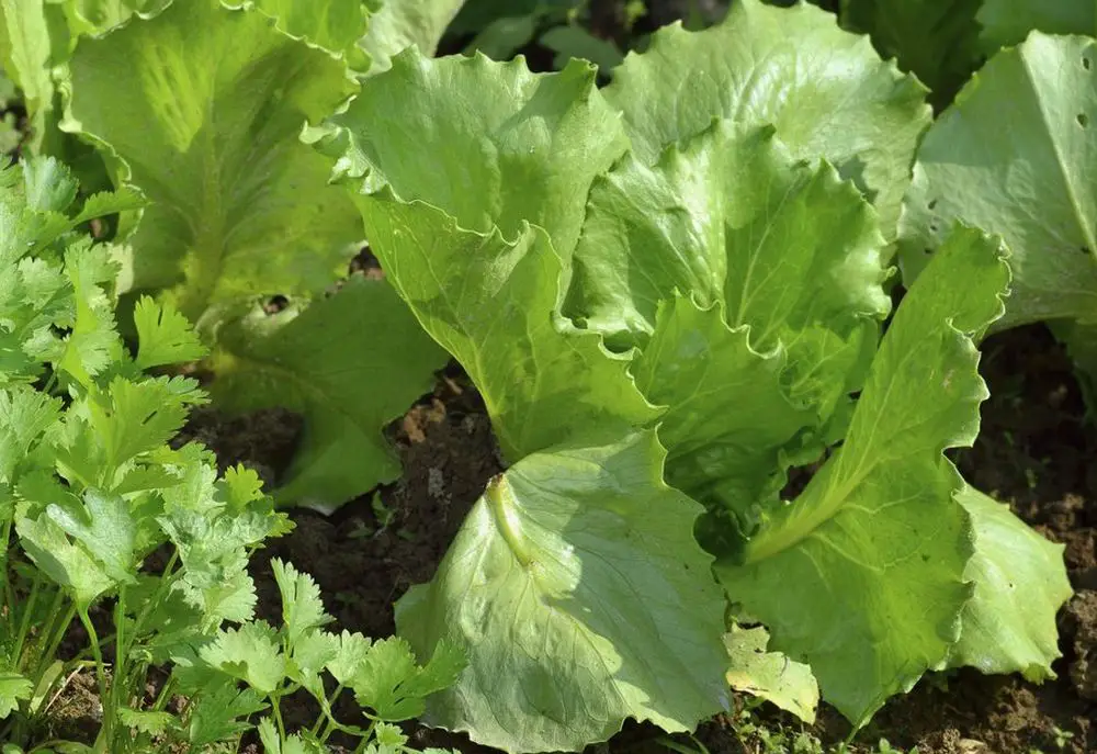 7 vegetales que casi cualquiera puede cultivar – Mis Consejos Jardinería