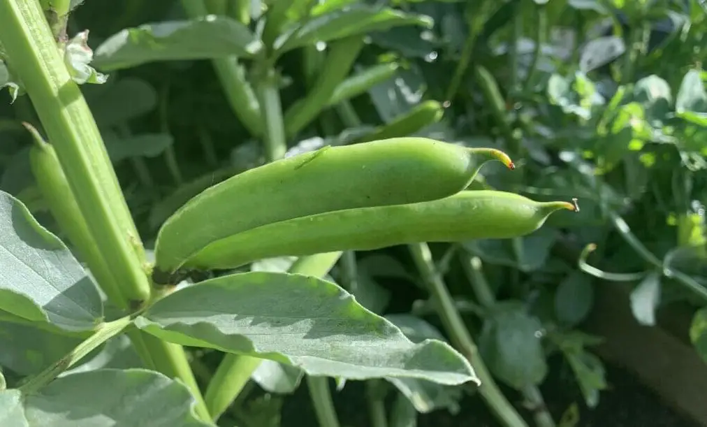 13 verduras fáciles de sembrar directamente al aire libre en tu jardín – Mis Consejos Jardinería