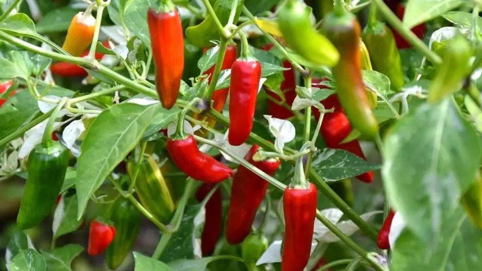 10 verduras para cultivar en verano – Mis Consejos Jardinería