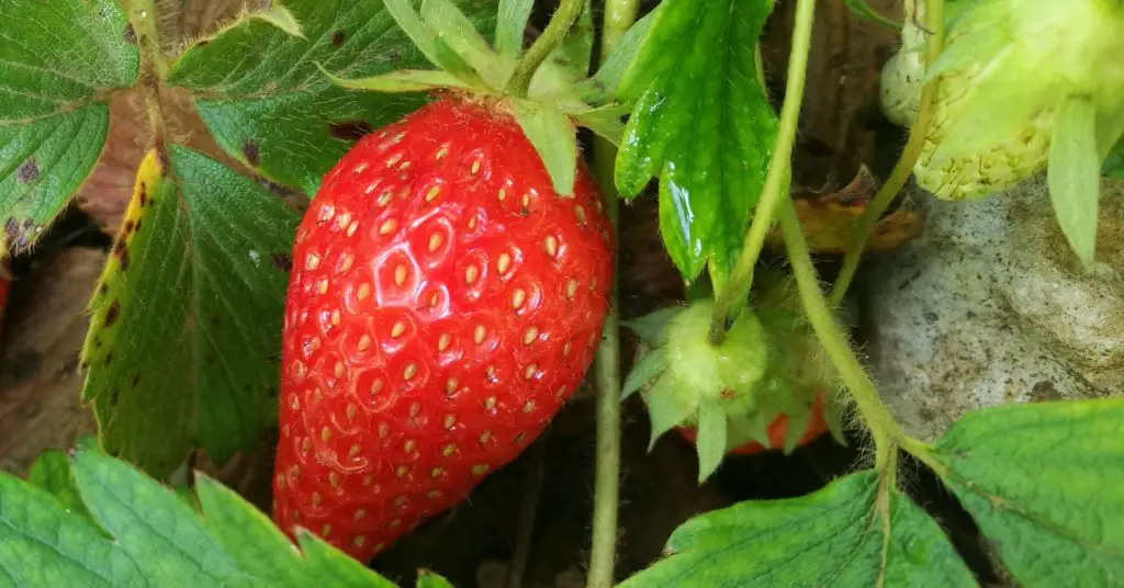 10 secretos para cultivar fresas en tu jardín – Mis Consejos Jardinería