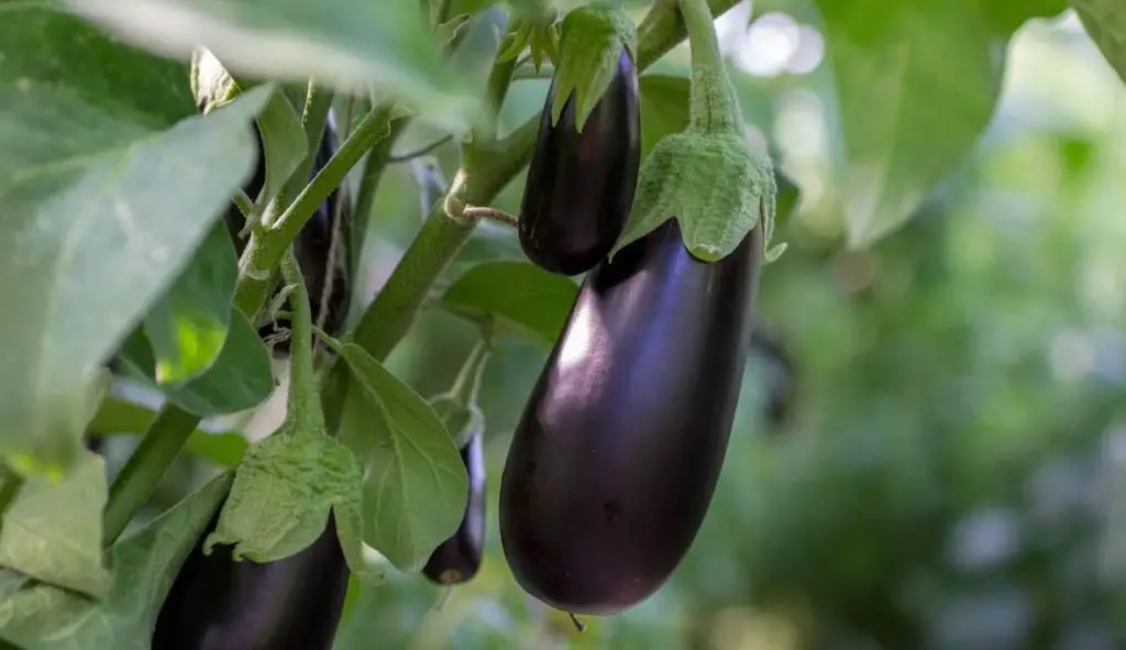 8 secretos que debes saber para cultivar berenjenas – Mis Consejos Jardinería