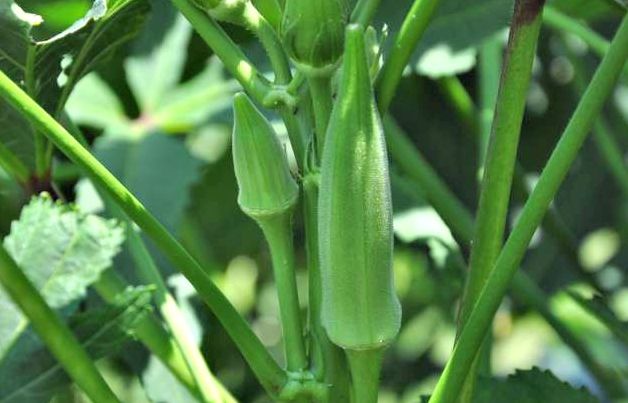 Cómo cultivar vainas de okra a partir de semillas – Mis Consejos Jardinería