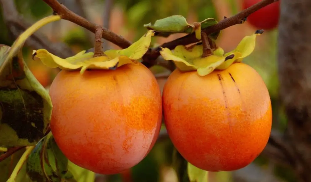 Cómo cultivar caquis a partir de semillas – Mis Consejos Jardinería