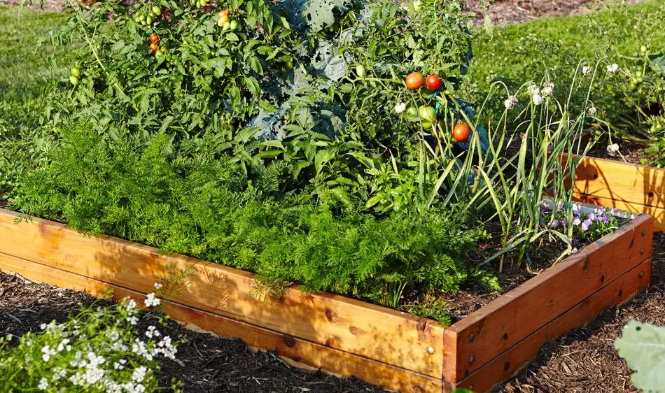 6 consejos para empezar tu primer huerto desde cero – Mis Consejos Jardinería