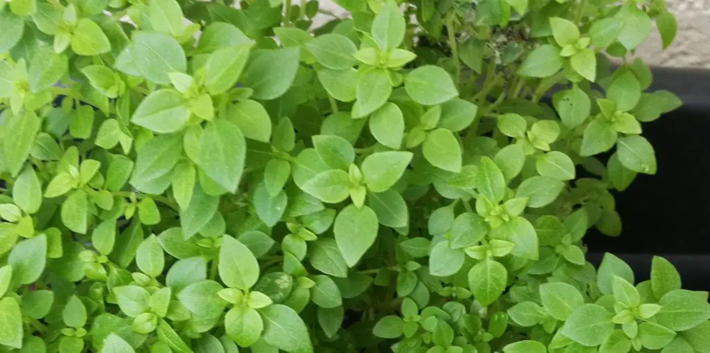10 hierbas y plantas aromáticas para cultivar en tu balcón – Mis Consejos Jardinería
