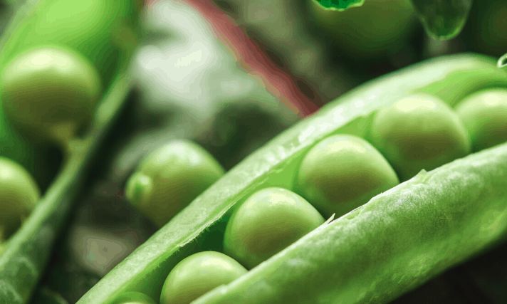 Qué plantar en pleno verano para una cosecha de otoño – Mis Consejos Jardinería