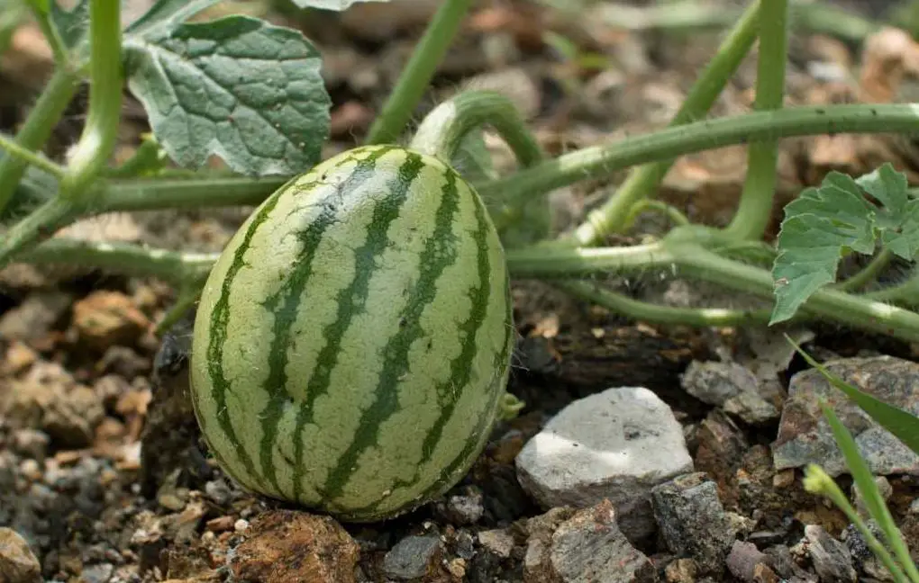 7 consejos imprescindibles para cultivar sandías – Mis Consejos Jardinería
