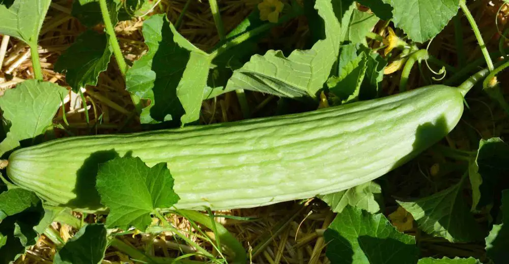 10 verduras que crecen bien cuando hace calor – Mis Consejos Jardinería