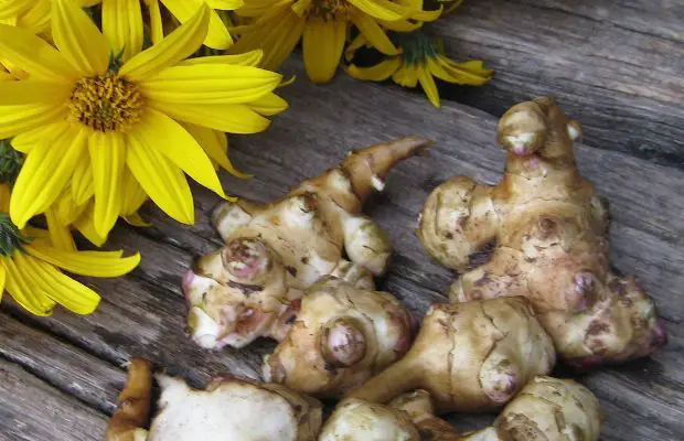Cómo cultivar alcachofas de Jerusalén – Mis Consejos Jardinería