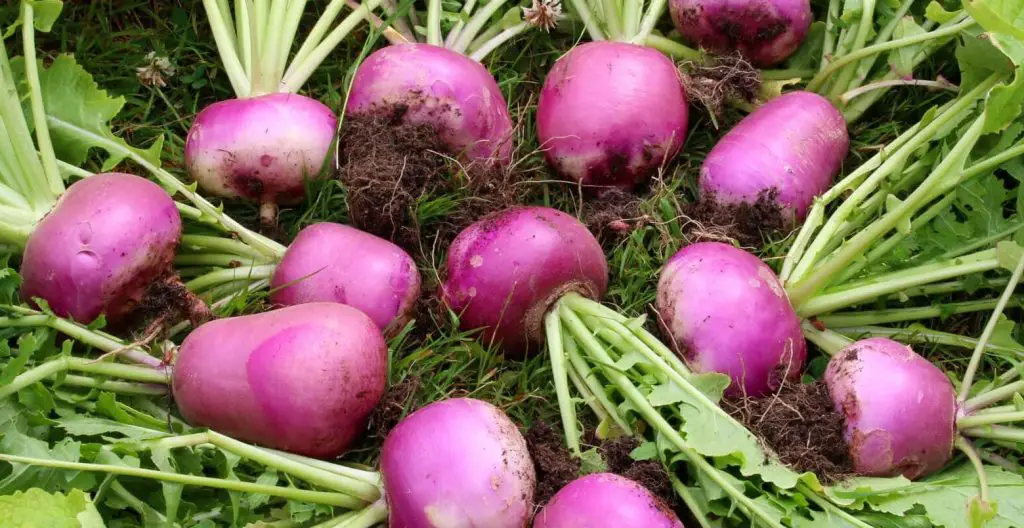 10 verduras que puedes cultivar rápido – Mis Consejos Jardinería