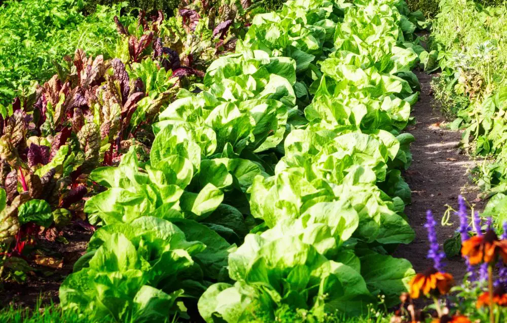 10 consejos para aumentar los rendimientos de tu huerta – Mis Consejos Jardinería