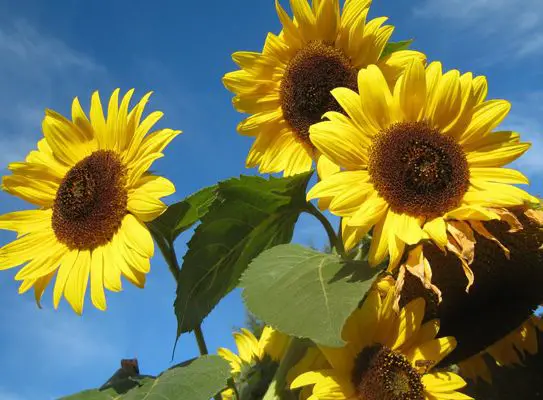 ¿Cómo obtener hermosos girasoles a partir de semillas simples? – Mis Consejos Jardinería