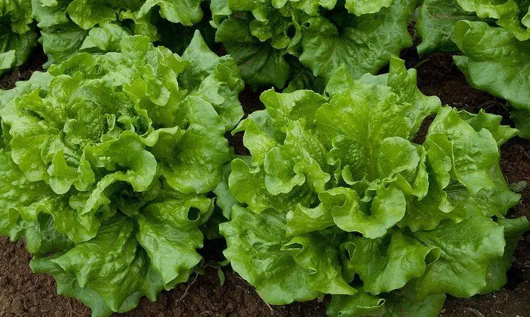 9 cultivos a sembrar en agosto para cosechas de otoño e invierno – Mis Consejos Jardinería
