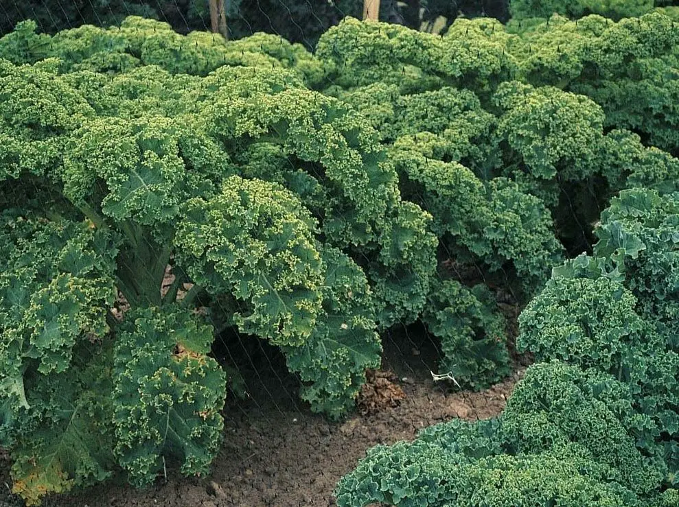 Las 6 hortalizas más rentables para cultivar en tu jardín – Mis Consejos Jardinería