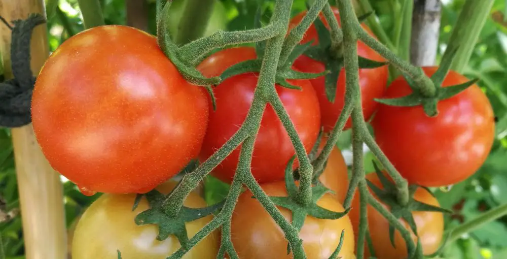 Cómo cultivar tomates cherry o tomates cóctel – Mis Consejos Jardinería