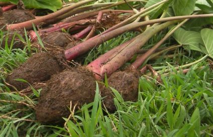 Cómo cultivar y cosechar raíces y hojas de taro – Mis Consejos Jardinería