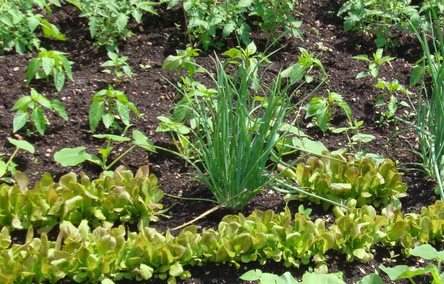 Consejos para alimentar a tu familia todo el año con tu huerta – Mis Consejos Jardinería